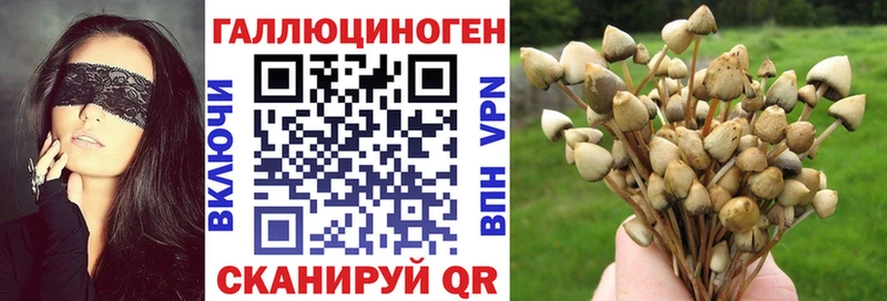 где купить наркоту  Сурск  Галлюциногенные грибы Cubensis 
